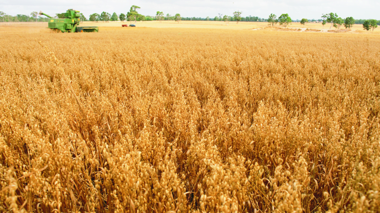 Australian barley is heading to a significant new market this month after the nation’s biggest grains exporter, CBH Group, signed a deal to ship 30,000 tonnes of malting barley to Heineken Mexico. Image Credit: www.agric.wa.gov.au
