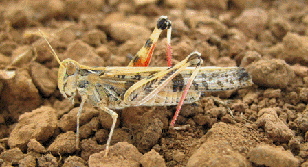 Farmers should be on the lookout for the Australian Plague Locust. Image Credit: www.agriculture.gov.au