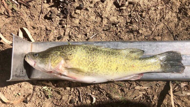 Examples of the undersized Murray Cod seized. The legal length for Murray Cod is between 55cm and 75cm, with a daily bag limit of two and possession limit of four. Image Credit: NSW DPI Fisheries Facebook Page.