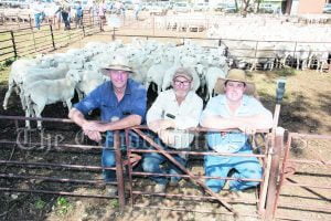 Angus Girle and Jeff Peters of Urah, Condobolin, with agent Brendon White, Kevin Miller Whitty Lennon, Condobolin, and the saleyard record $610 pen of Australian White ewes. These sold to an undisclosed Central Victoria buyer. Image Credit: Kathy Parnaby.