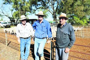 Barry Crouch, Peter Colless and Harold Crouch enjoyed the sale. Mr Colless was the recipient of the Most Successful Vendor (HW Colless Partnership) which consisted of Peter, Fred, Mandy and Will), of ‘Fountaindale’. 