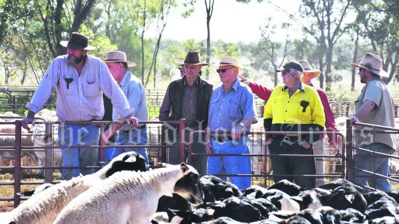 The crowd eagerly watches on at the sheep sale.