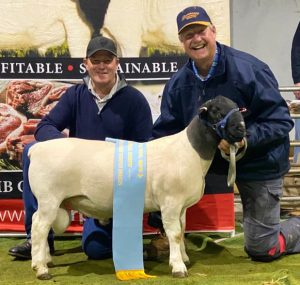 Burrawang Dorper and White Dorper Stud, Ootha, NSW, also took out the prize for 2021 DSSA National Champion Junior Dorper Ram, National Grand Champion Dorper Ram and National Supreme Dorper Exhibit and Show Supreme with Burrawang Shotgun 201047. Image Contributed.