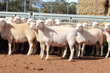 The Manwaring Family of Condobolin have been using Tattykeel Rams since 2014 and over the years have continually improved their genetics. The family recently set a new district record price. Image Contributed.