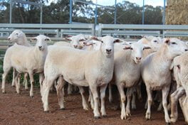 The Manwaring Family of Condobolin have been using Tattykeel Rams since 2014 and over the years have continually improved their genetics. The family recently set a new district record price. Image Contributed.