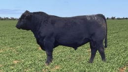 Lot 7, Moogenilla Q33 sold for a top price of $64,000 at the Moogenilla Angus annual bull sale which was held in Forbes on Friday, 6 August. He attracted strong interest from commercial and seed stock breeders;
