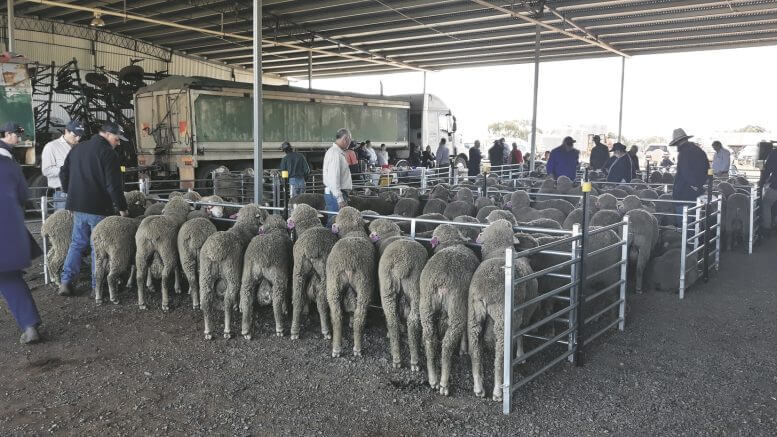 The lineup of sale rams. The sale was relocated to Plevna West because of the weather.
