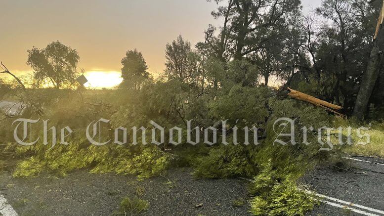 A large pine tree was a victim of severe storms cells on Saturday, 18 December. It blocked part of the Fifield Road, about 10 kilometres from the village. Image Credit: Melissa Blewitt.