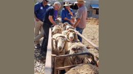 Inspection of sheep at Murtonga Pastoral. Image Credit: Jennifer Jones.