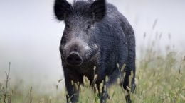 Central West Local Land Services has committed $60,000 towards the treatment of feral pig grain to encourage landholders to run baiting programs and reduce feral pig numbers before sowing gets underway in 2022. Image Credit: www.feralscan.org.au
