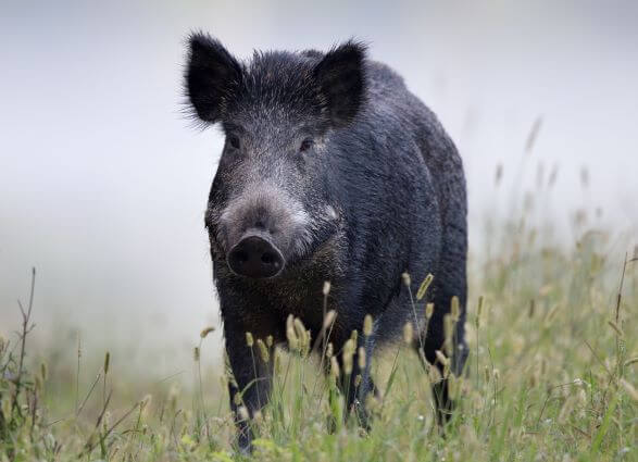 Central West Local Land Services has committed $60,000 towards the treatment of feral pig grain to encourage landholders to run baiting programs and reduce feral pig numbers before sowing gets underway in 2022. Image Credit: www.feralscan.org.au