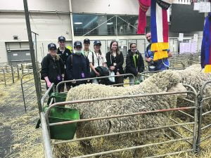 Students saw some winning sheep that won for their amazing wool.  
