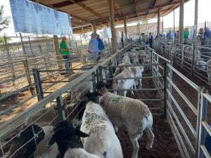 Pre-sale inspection at Burrawang on-farm sale. Image Contributed.