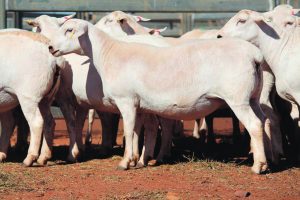 Best presented pen of Aussie White Ewes went to DJ and NJ Manwaring for their 10-12 month old, 148% scanned in lamb to Tattykeel rams, weighing in at 73.4 kilos. Image Credit Auction Plus.