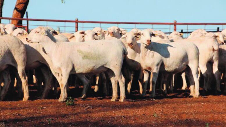 The top price on the day went to RB Jones and Partners for two lots of 25, 8 to 9 month old 60kg Tattykeel blood ewes who sold for $1,100. They were Station Mated to Tattykeel rams and were sold on Auctions Plus. They also sported the red Tattykeel Tag. Image Credit Auctions Plus.