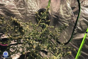 Police seized methylamphetamine, cannabis plants, cannabis leaf, prescription medication, drug paraphernalia, property suspected of being stolen, and liquid believed to be GHB at four properties in Cobar. Image Credit: NSW Police Force.