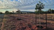 Some of the trees recently planted along Mopone Street. Source and Image Credits: Cobar Shire Council’s Facebook Page.