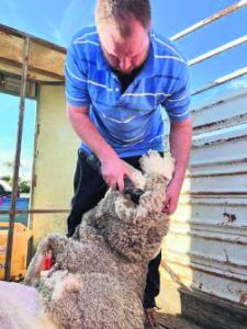 Miss Earney’s friend from Cooma, Ben MacKay, sheared the school’s sheep.
