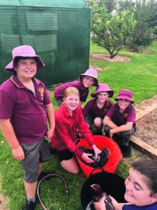 Years 3, 4 and 8 washed and prepared the chickens for their debut at the Sydney Royal Easter Show.