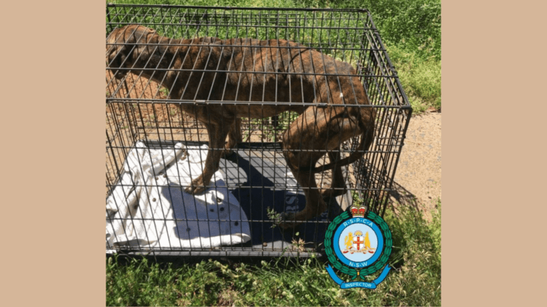 A Condobolin woman has been given a prison sentence for leaving dogs to die in her home. One surviving dog was found on the property in poor body condition. Image Credit: RSPCA NSW.