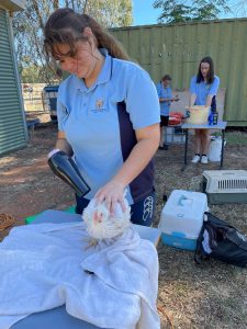 Condobolin High School students spent Term One caring for broiler and layer chickens for the Sydney Royal Easter Show. Image Credit: Condobolin High School Facebook Page.