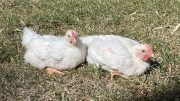 Condobolin High School received a batch of chicks, and then reared and prepared the best two females and two males to compete at the Sydney Royal Easter Show. Image Credit: Condobolin High School Facebook Page.