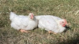 Condobolin High School received a batch of chicks, and then reared and prepared the best two females and two males to compete at the Sydney Royal Easter Show. Image Credit: Condobolin High School Facebook Page.