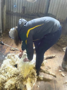 Ella in the middle of shearing a sheep.