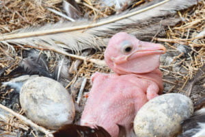 A newly hatched pelican at Lake Brewster. Image Credit: Adam Kerezsy.