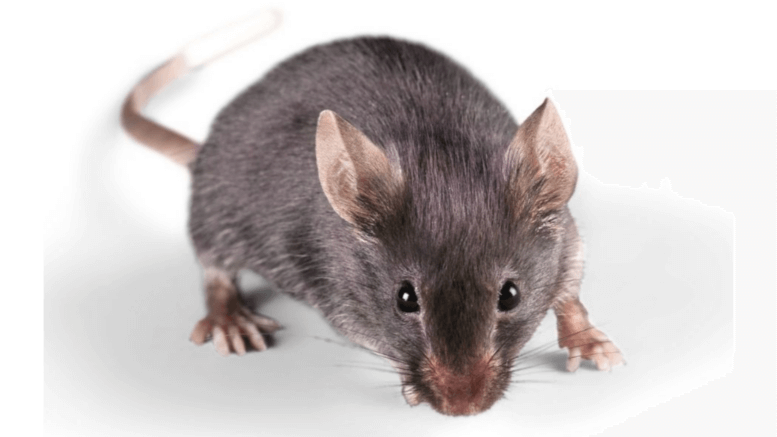 Lachlan Shire residents need to be aware of how to safely bait mice, after reports of rodents in the area grow. Image Credit: www.dspestcontrol.com