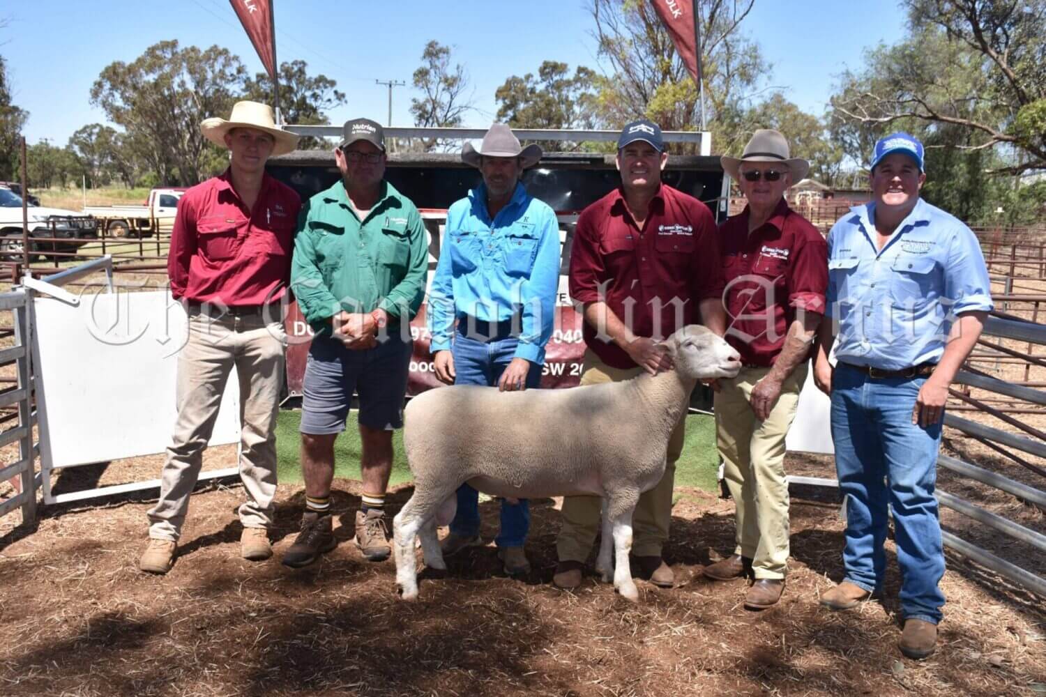 Jack Piercy (Forbes Livestock), Matt Coady (Nutrien), Dustin Kemp (Duxton Broad Acre Farms), Scott Mitchell (RENE STUD), Doug Mitchell (RENE STUD) and Brendon White of Kevin Miller, Whitty, Lennon and Co (KMWL) with Lot 1, who was the top priced ram. RENE STUD held a very successful White Suffolk and Poll Dorset Flock Ram Sale at Condobolin Saleyards on Thursday, 8 December. Image Credit: Melissa Blewitt.