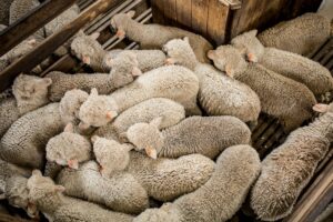 The NSW Government released its plan to roll out eID for the State’s $1.5 billion farmed sheep and goat industries on Thursday, 15 December. Image Credit: NSW Farmers.