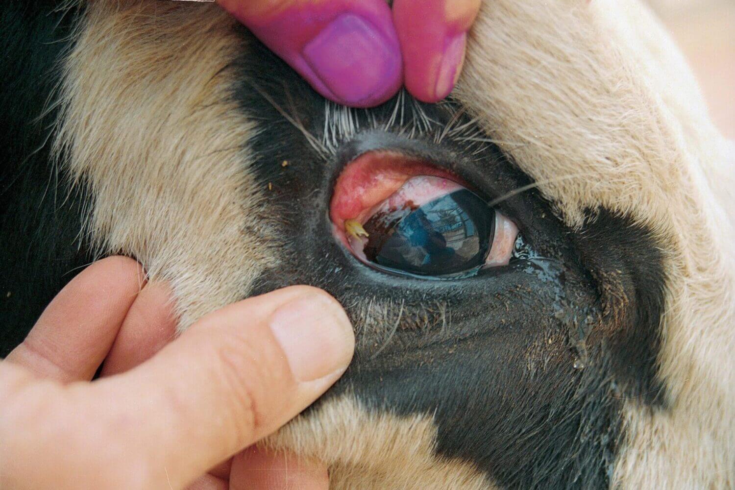 This image shows Pinkeye caused by physical irritation from a sharp grass seed. Image Credit: Local Land Services.