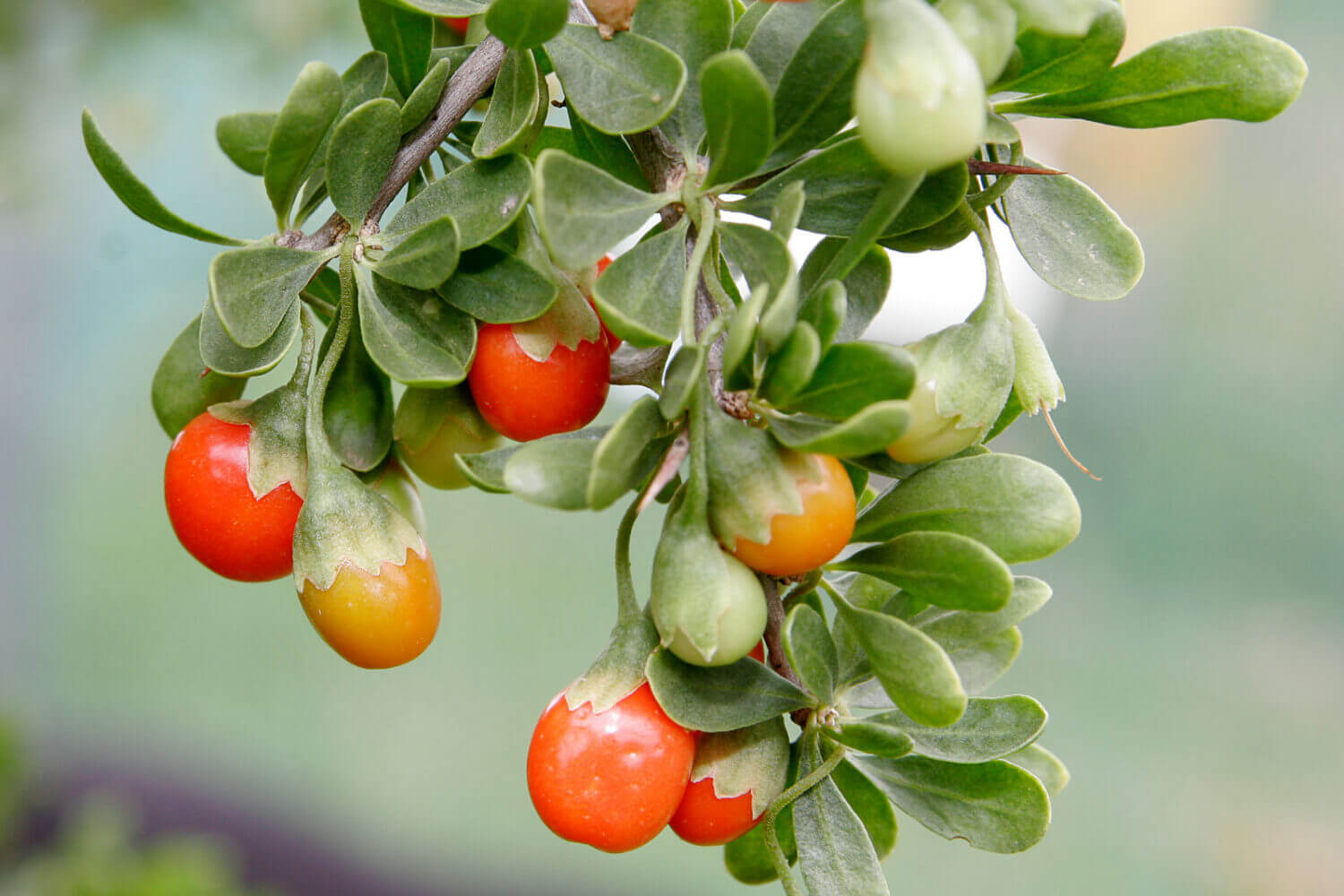 The fruit of the African Boxthorn. Image Credit: Wikimedia Commons (www.commons.wikimedia.org/).
