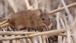Grain growers are being urged to check their paddocks for signs of mouse activity as reports of infestations emerge. Image Credit: CSIRO.