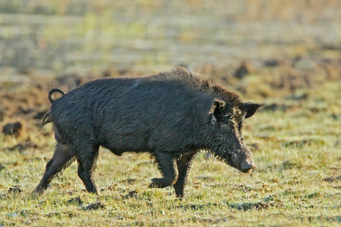 An explosion in feral pig numbers on public lands in the north and west of the state has resulted in massive damage to livestock and properties, according to NSW Farmers. Image Credit: www.pestsmart.org.au (Steve Maxwell).