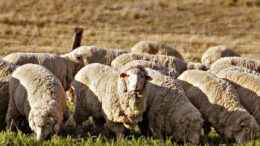 Sheep and farmed goat producers appreciate funding to help transition to a mandatory traceability system but are still concerned about the cost of tags. Image Credit: www.nma.gov.au